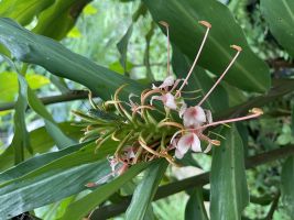 Hedychium Pink Princess